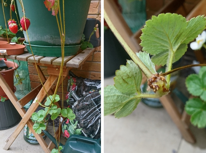 Left: runners coming off strawberry plants. Right: close up the small roots are visible.