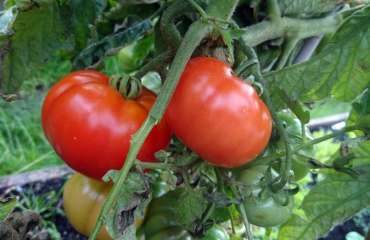 Tennis ball-sized Marmande tomatoes, ready for picking