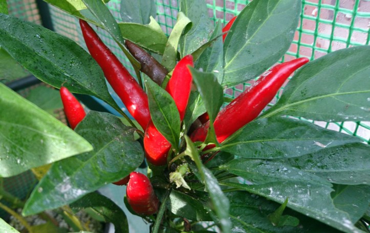 Rosso Guardia Cielo chillis pointing skywards
