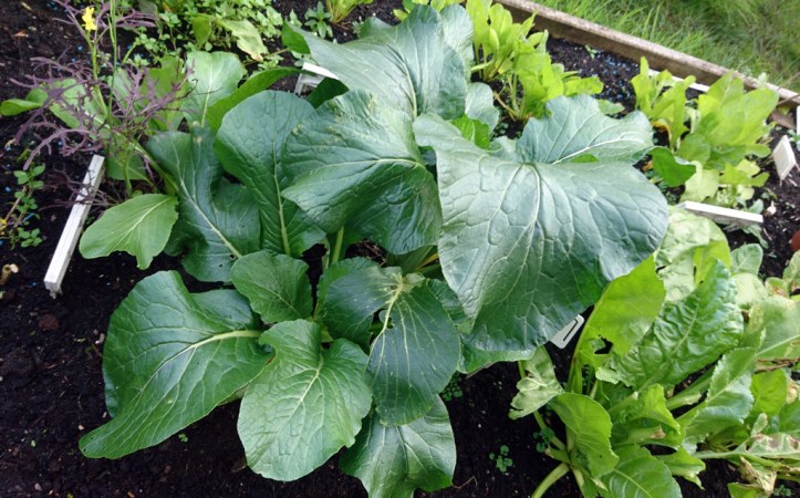 Komatsuna (Japanese Mustard Spinach) making a great recovery