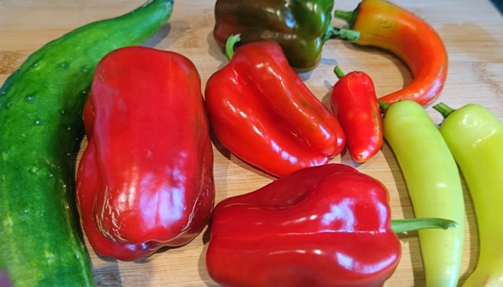 The mysterious but delicious red peppers of my dreams. Accompanied by just-picked cucumber and some other sweet peppers.