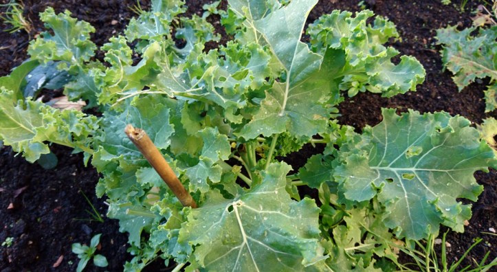 Kale, recovered but being nibbled at again