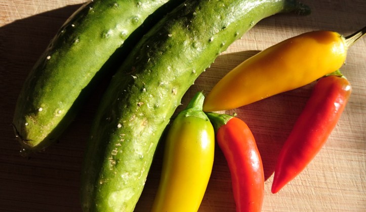Mini cucumbers and chillis: Bulgarian Carrot and Rosso Guardia Cielo