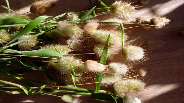 Bunny Tails drying