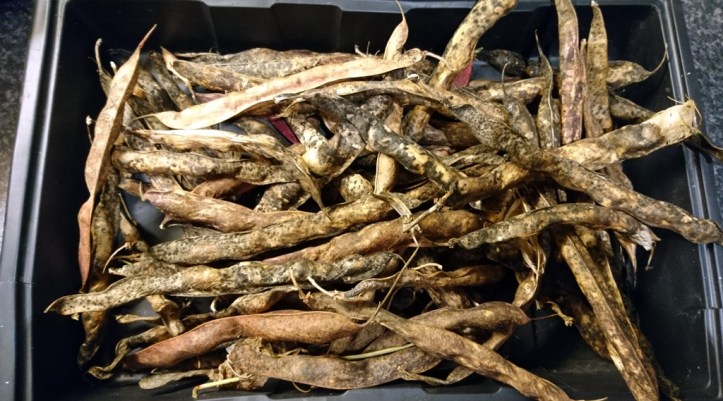 Unshelled borlotti beans, dried naturally on the plant