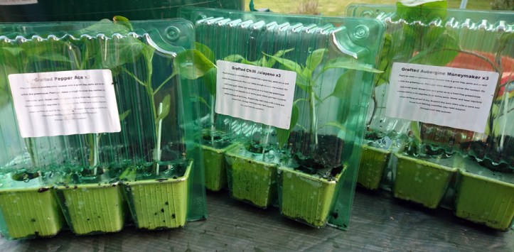 So pre-grown grafted plug plants it was.