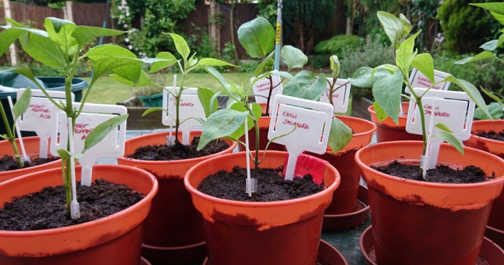 Potting up the chilli and sweet pepper plug plants as soon as they arrived in mid-May.