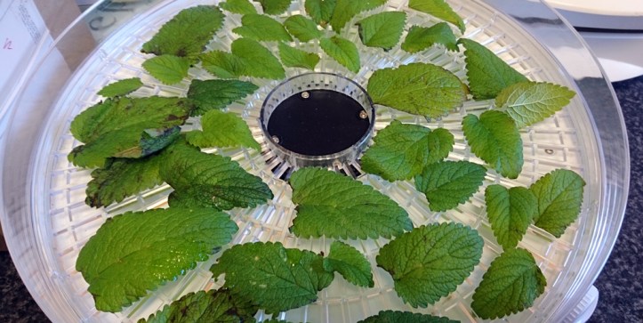 Dehydrating lemon balm leaves, hoping to preserve their intoxicating aroma.