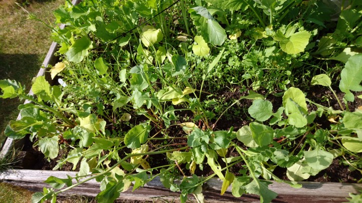 What a mess. (Before thinning and weeding) ..