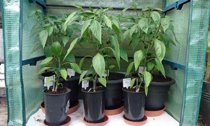 Chilli and sweet pepper plants on 1st July. Now 18