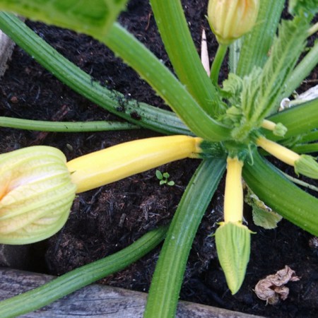 Lemona courgettes growing rapidly.