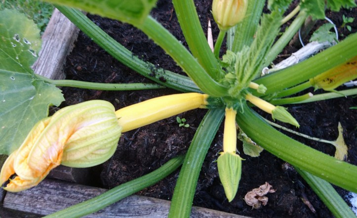 Lemona courgettes growing rapidly.