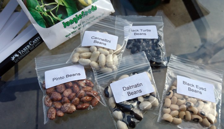 The makings of a bumper bean bonanza!