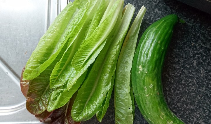 Instant salad: freshly picked Rosedale lettuce and Carmen cucumber