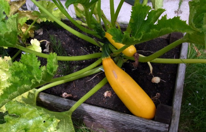Foot-long courgette