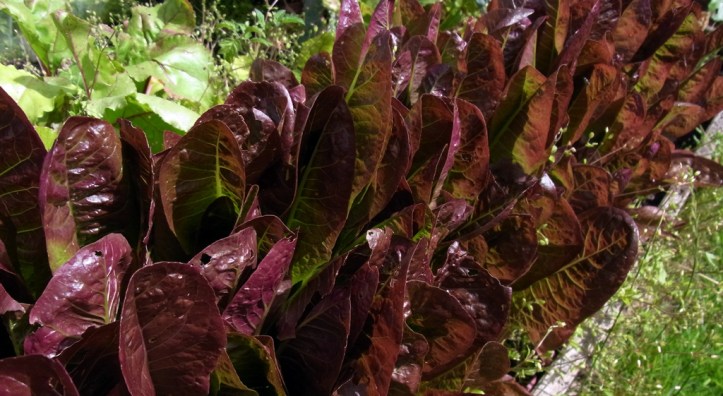 Purple-topped Rosedale lettuce