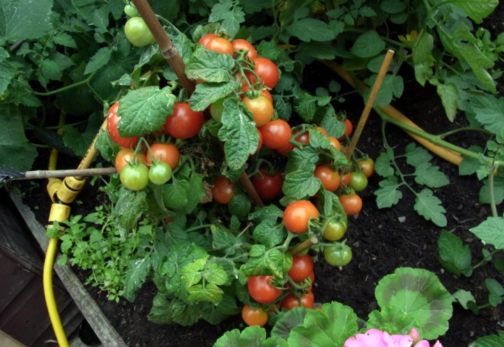 Anonymous supermarket tomato plant - first to ripen