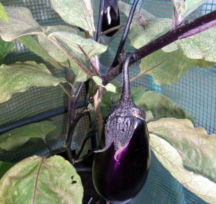 Beautifully-coloured Moneymaker aubergines