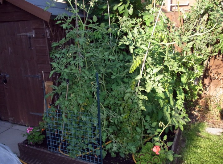 Six tomato plants gone wild!