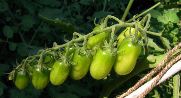Santorange tomatoes, yet to ripen