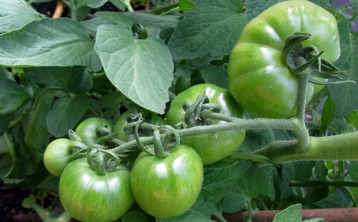 Hefty Crimson Crush tomatoes, from golf ball to tennis ball size