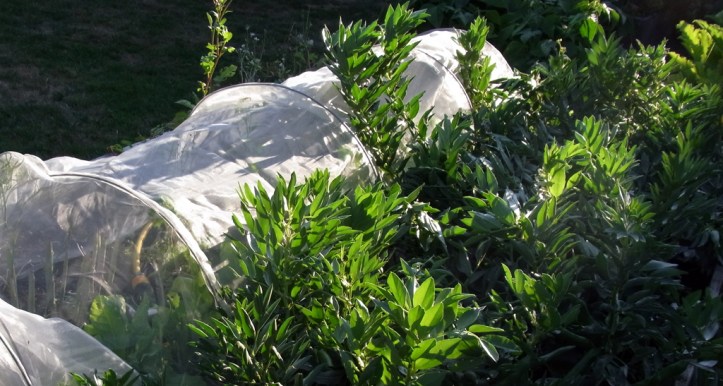 The sun sets over the broad beans after another good day of vegetable growing
