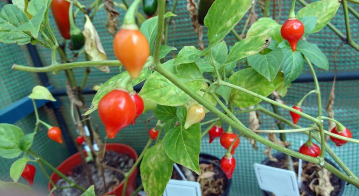 Tiny 'pearl' chillies