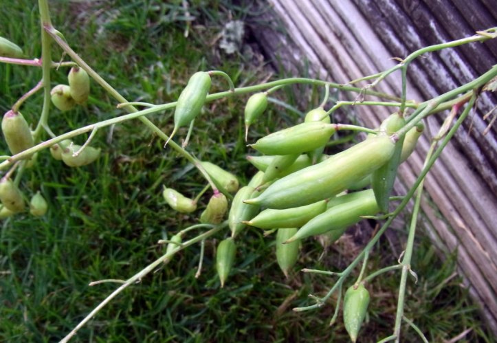Radish seed pods ...