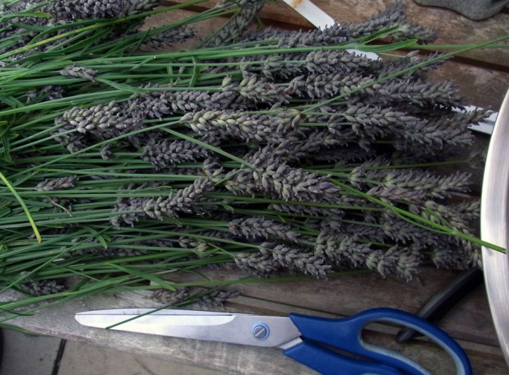 Lashings of lavender, ready to have the fragrant leaves stripped off