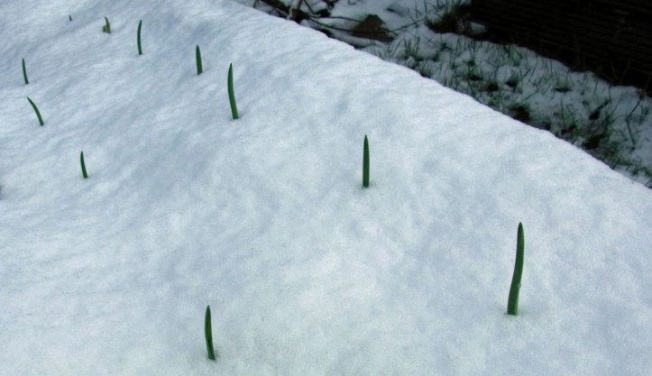 Garlic shoots in the snow