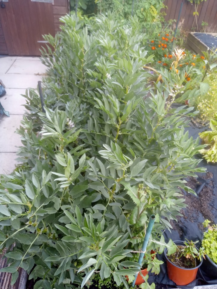 Three rows of 'Sutton' broad beans ..