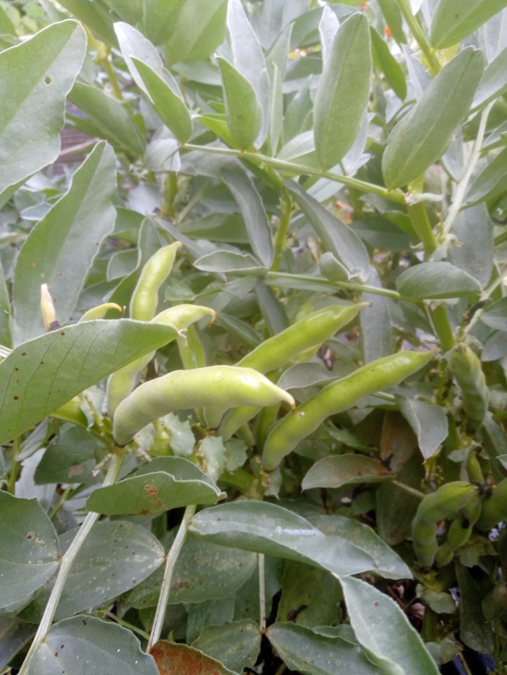 .. with the rapidly growing pods hidden away among the leaves.