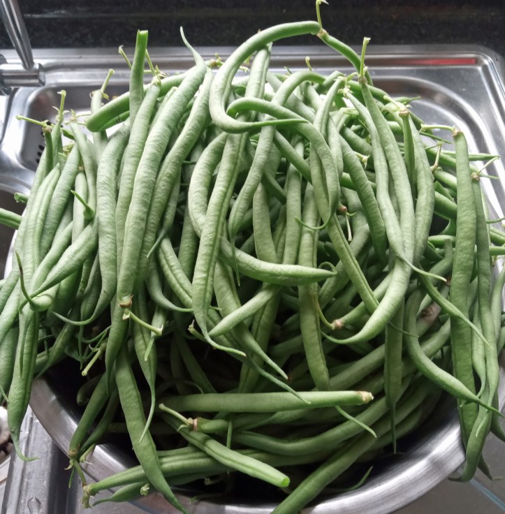 Nice first crop of tasty Castandel french beans.