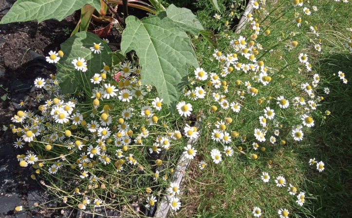 Lots of chamomile flowers growing at the edge of one bed.