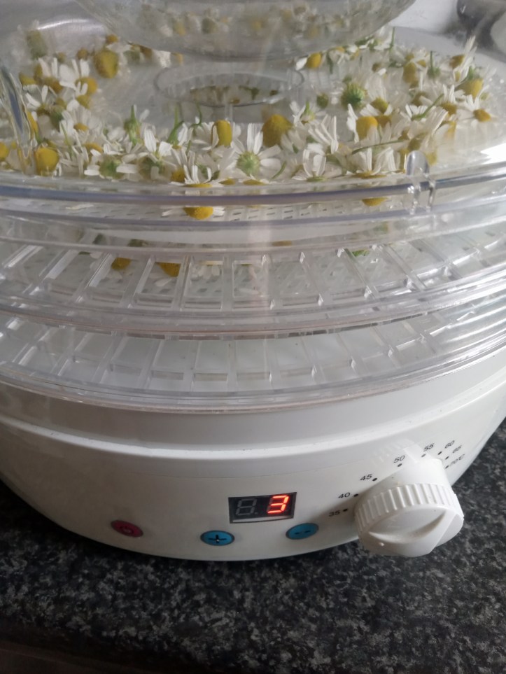 .. and drying in the dehydrator to make tea bags.