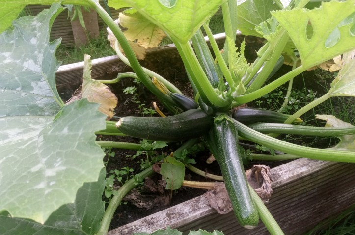 One of a pair of busy 'Tuscany' courgette plants.