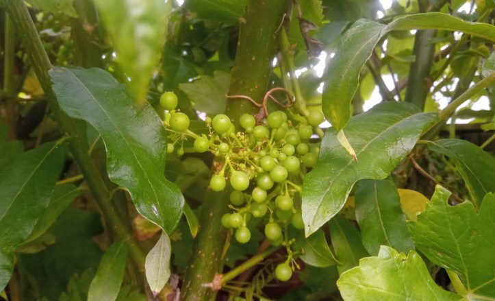 Grapes starting to plump up. There are lots of bunches like this.