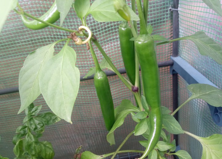 Medina chillies, still green for now but will turn red (and hotter) soon