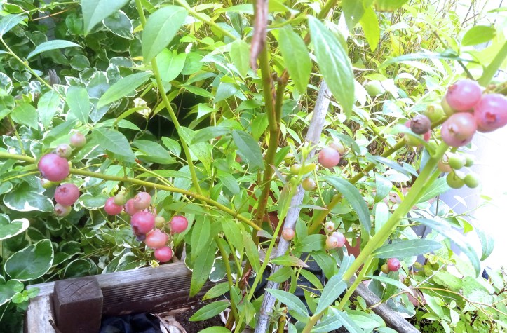 Pink blueberries just ripening