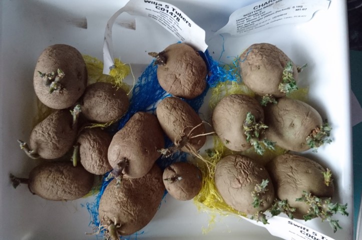 Potatoes chitting back in March.