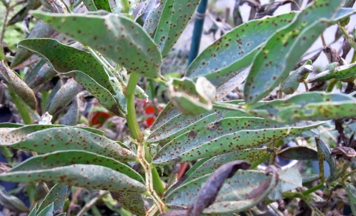 Severe rust attack on Sutton broad bean plants