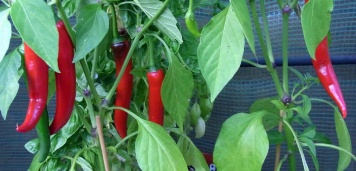 All Ripe Now, Baby it's all ripe now.