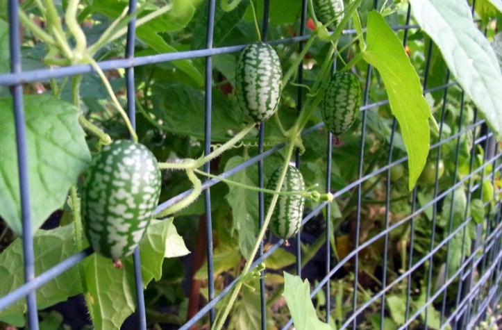 Cucamelons spreading along the fence of their bed