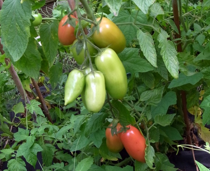 Giulietta tomatoes: three and four inches long