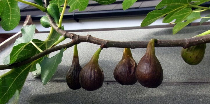 Figs, brown and ready for picking