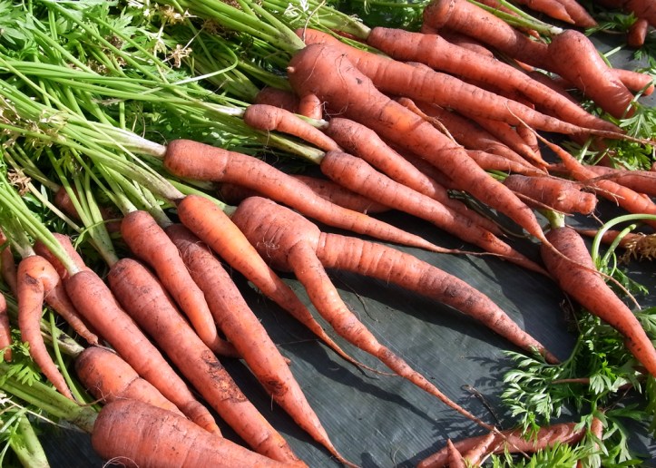 Sugarsnax carrot harvest, some ten inches long