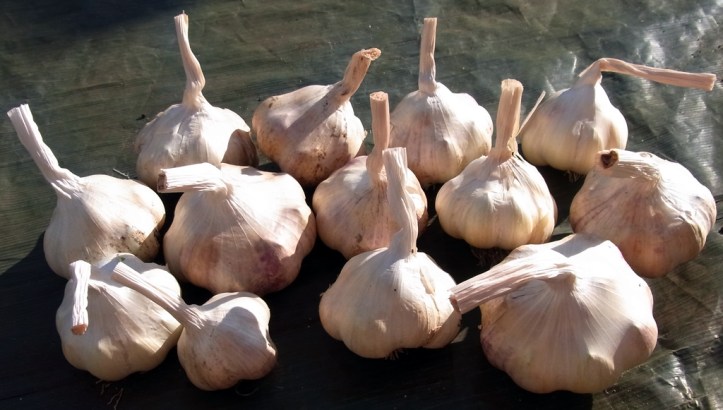 Garlic Provence Wight, tidied up and going into dark storage