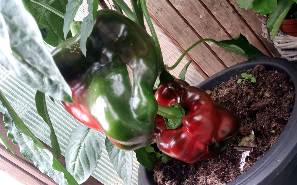 Britney sweet peppers giving it some largesse