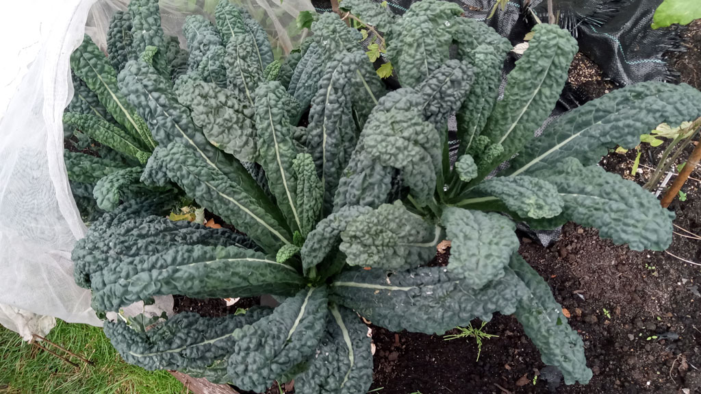 Black Tuscan kale growing very well