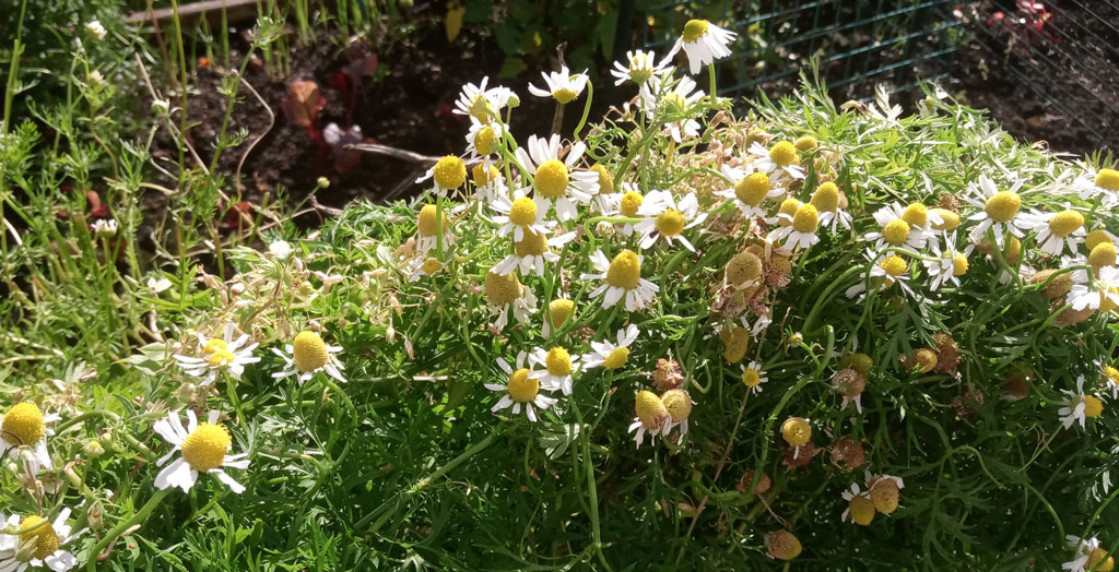 Chamomile ready for drying into tea bags